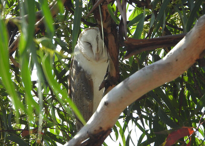 Barn Owl Stony Point 19-4-26 1(2)