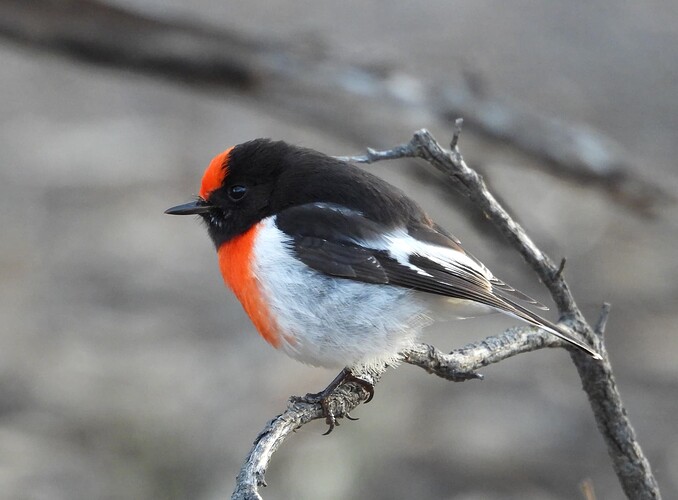 Red-capped Robin ODD 9-6 2