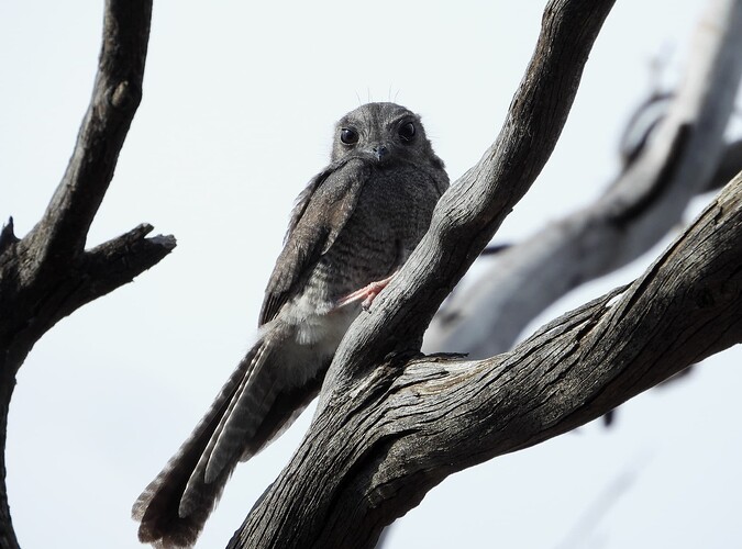 Owlet-Nightjar Goschen 10-12 1 2