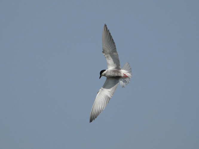 Whiskered Tern WTP 19-9 1