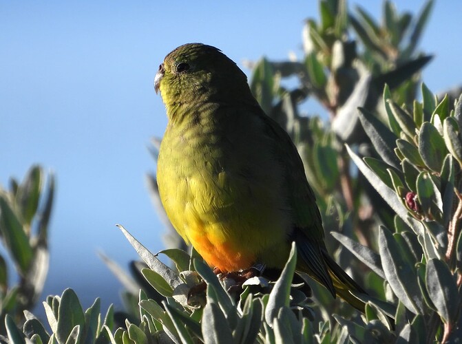 Orange-bellied Parrot WTP 23-6 1