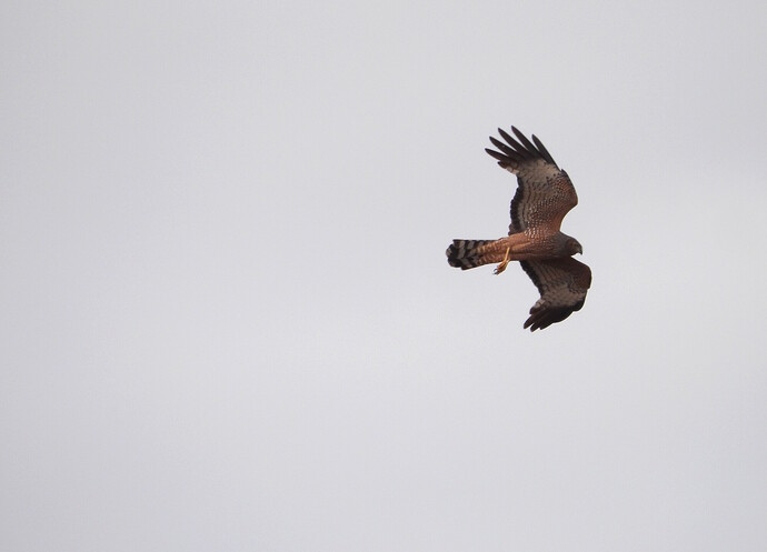 Spotted Harrier Lake Tyrrell 23-10 1