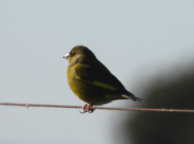 Greenfinch WTP 23-6 1