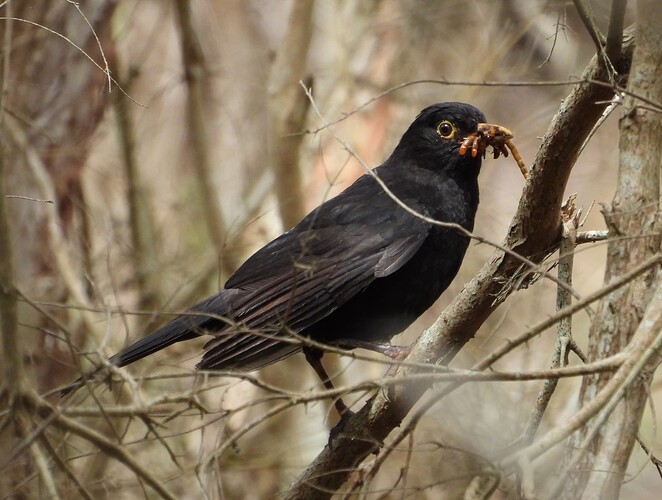 Blackbird out the back 22-1 1