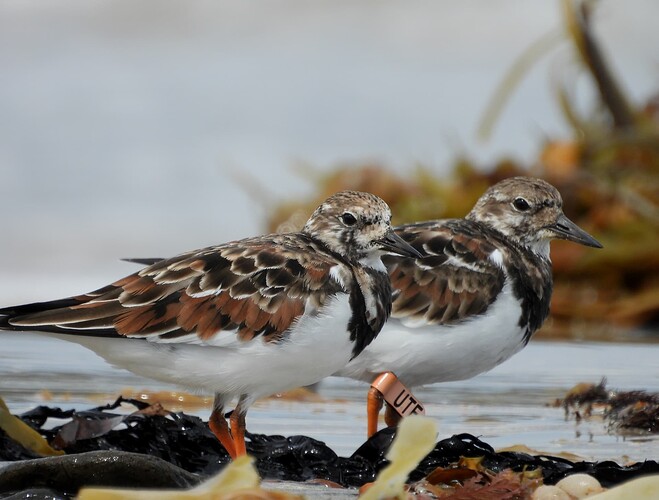 Ruddy Turnstone Flinders 28-2 1