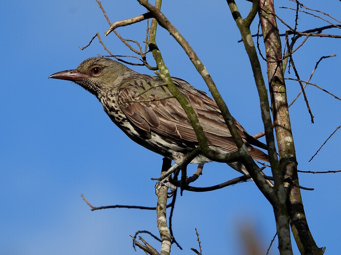 Olive-backed Oriole Alberton 11-1-26