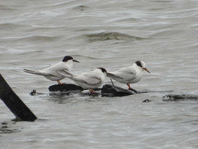 Fairy Terns TS 5-8-261