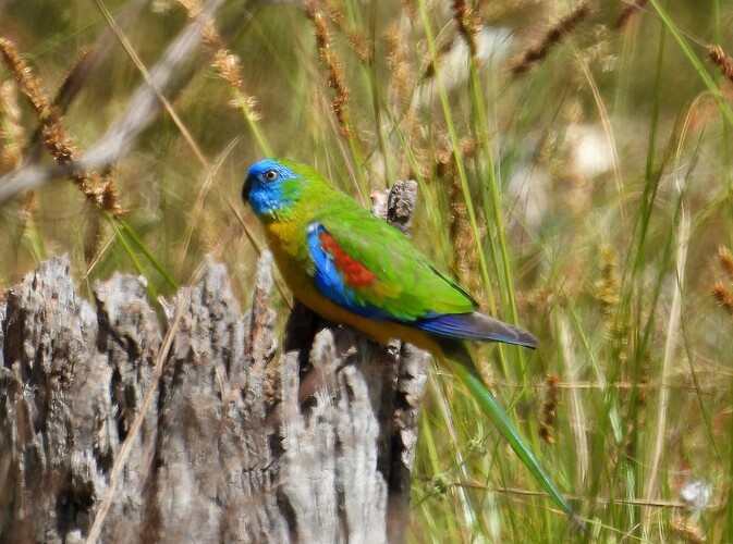Turquoise Parrot Chiltern 25-10 1
