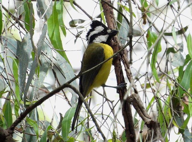 Eastern Shrike Tit Wangaratta 26-10 1