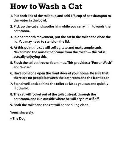 How to wash a cat