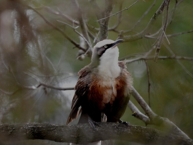 Grey-crowned Babbler Kerang 29-7 4