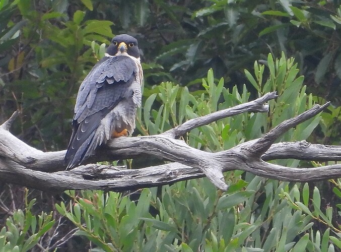 Peregrine Falcon Moorooduc Quarry 29-3 1