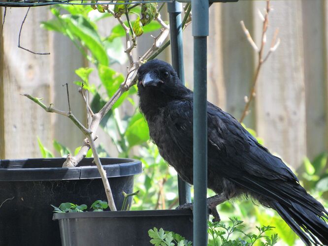 Juvenile Raven