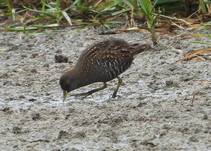 Australian Crake WTP 2-4 4