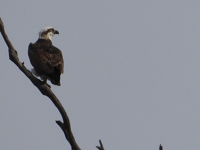 Osprey Kalimna Jetty 3-6-26 7