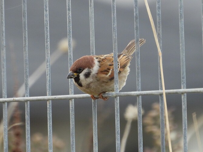 Tree Sparrow Cranbourne 25-5 2