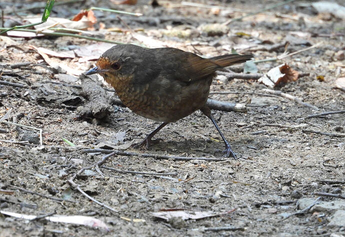 Pilotbird Tarra-Bulga 12-1-26 1