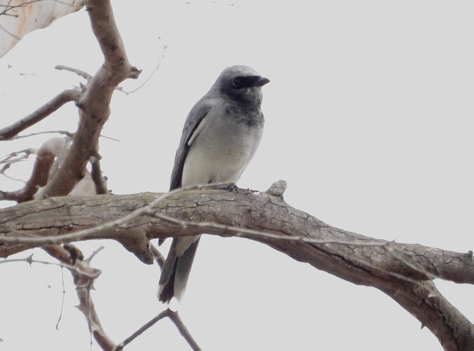 White-bellied Cuckooshrike BSP 14-8 1 (2)