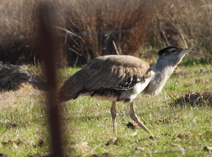 Bustard Benalla 3-7 2