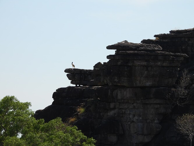 Ubirr Jabiru standing sentinel