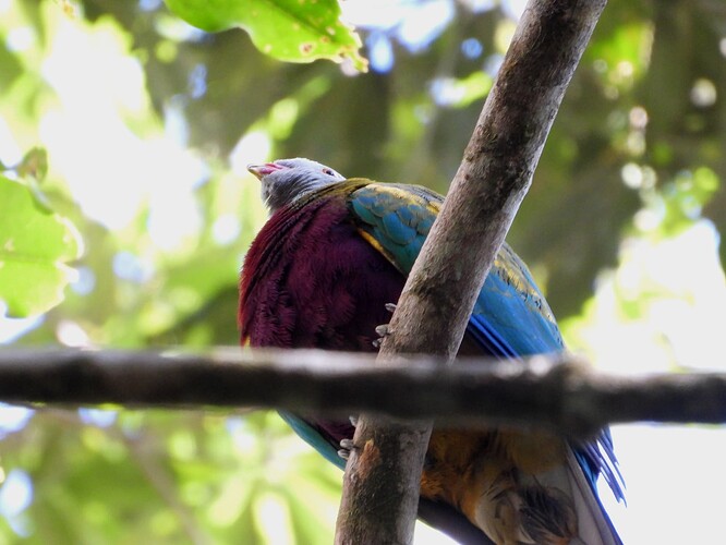 Wompoo Fruit-Dove Crater Lakes RC 31-8 3