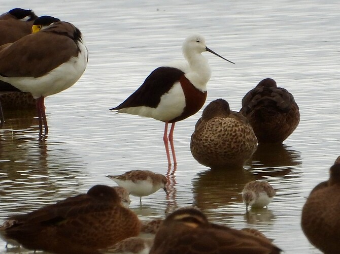 Banded Stilt WTP 2-4 1