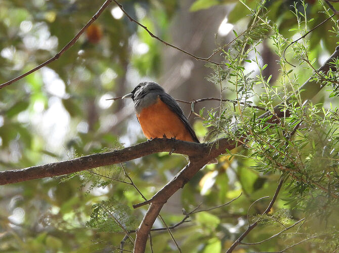 Black-faced Monarch Nangara 11-1-26 2