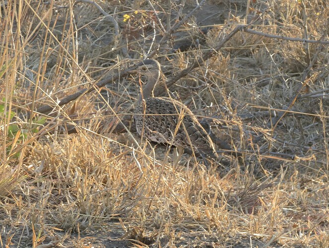 Red-crested Bustard Kruger SA 2012