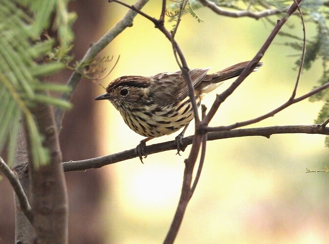 Speckled Warbler Warby Ranges 12-11 1