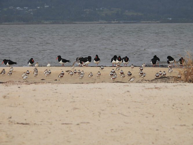 Pied Oystercatcher & Double-banded Plovers