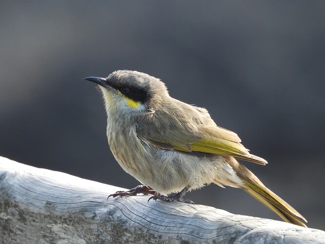 Singing Honeyeater Cape Scahnck 2-8