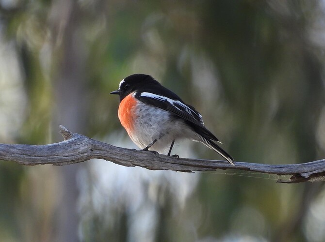 Scarlet Robin Warrandyte-Kinglake 5-5