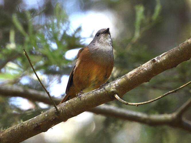 Olive Whistler Tarra-Bulga 12-1-26 2