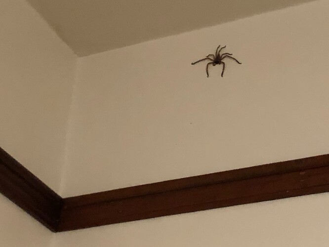 Spidey
