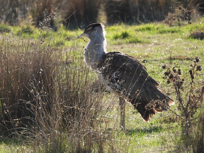 Bustard Benalla 3-7 1