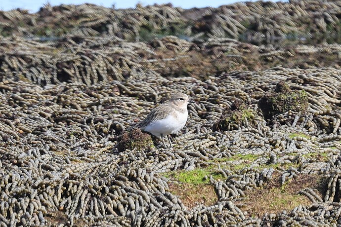 Juvenile shorebird