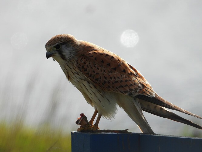 Nankeen Kestrel WTP 5-8 4