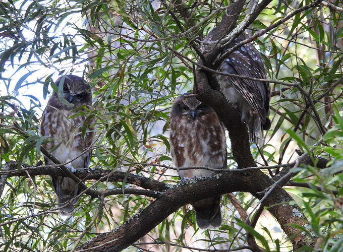 Australian Boobook Main Ridge 10-2-26 1