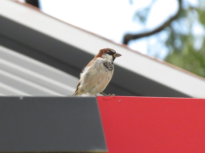 House sparrow 1