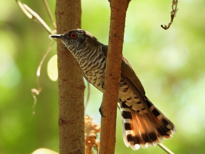Little Bronze Cuckoo Buffalo Creek 17-8-24 1