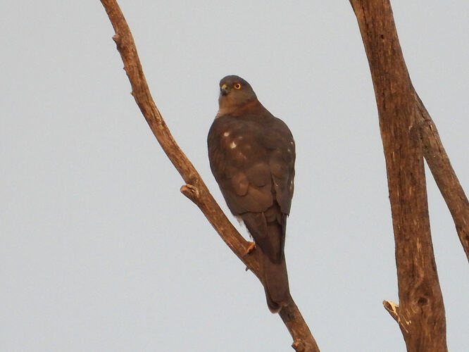 Collared Sparrowhawk Lascelles 5-4-26 2