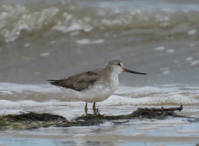 Terek Sandpiper Stockyard Point 8-10 2