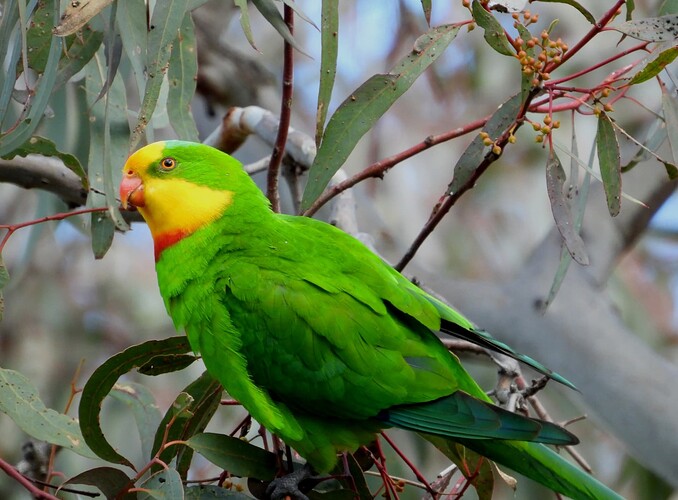 Superb Parrot Numurkah 29-7 1(1)