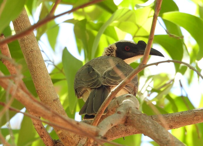 Silver-crowned Friarbird Nitmiluk campground 22-8