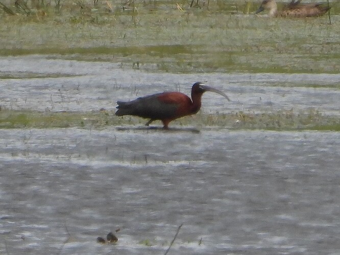 Glossy Ibis Powlett 16-11 1