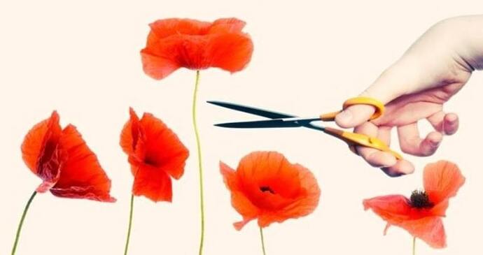 tall_poppy_syndrome_in_australia_why_does_it_still_exist_min