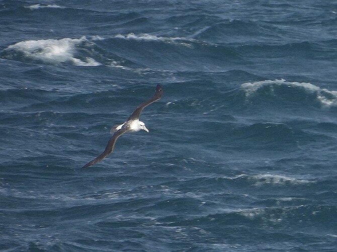 Shy Albatross The Nobbies 19-7 1