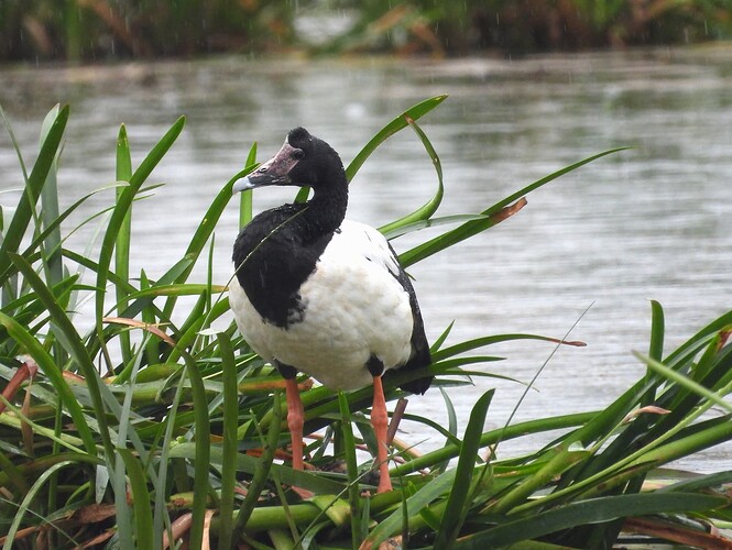 Magpie Goose Braeside 13-3 1