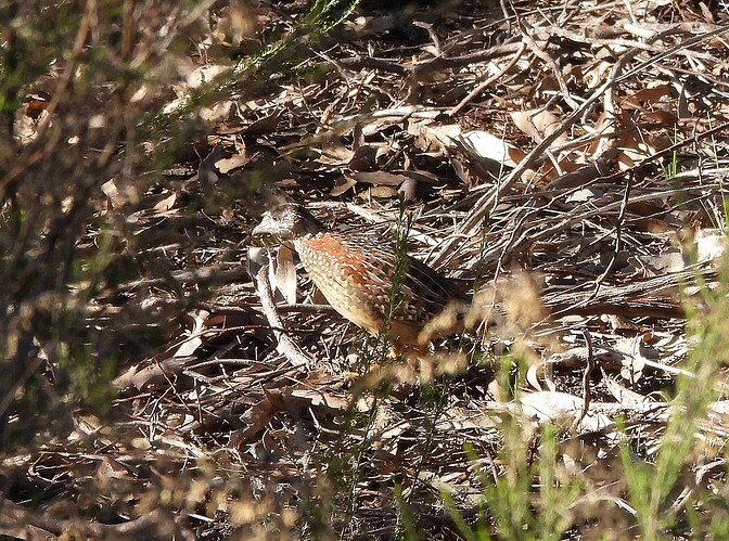 Painted Buttonquail Crusoe 16-8