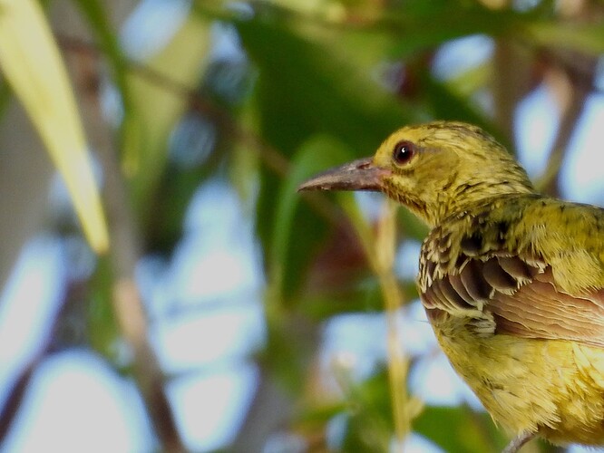 Green Oriole Anbinik 18-8